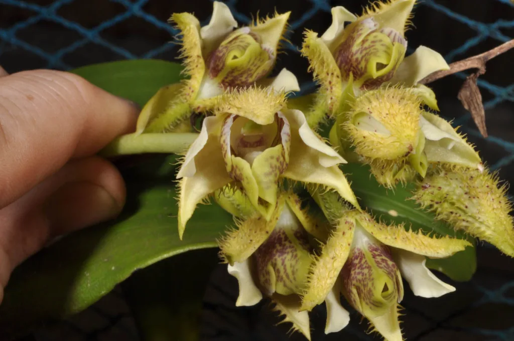 Dendrobium setigerum