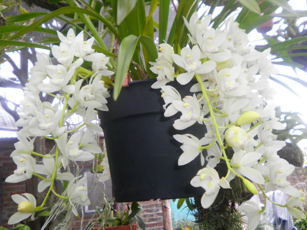Cymbidium Sarah Jane 'Ice Cascade'