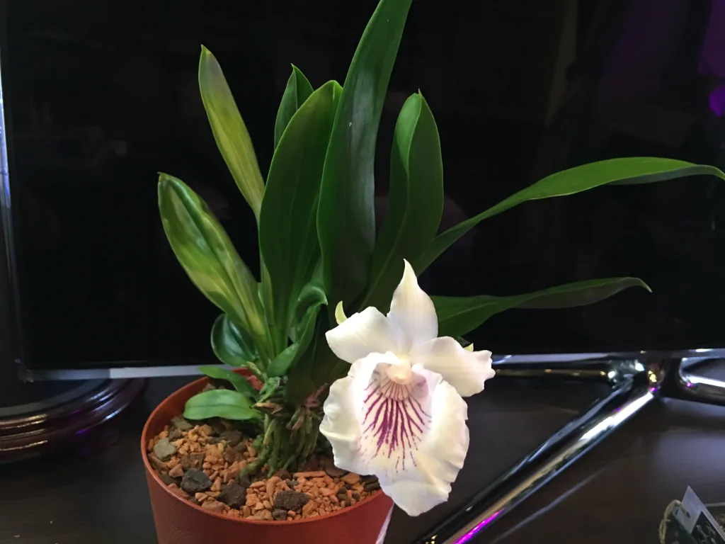 Cochleanthes amazonica