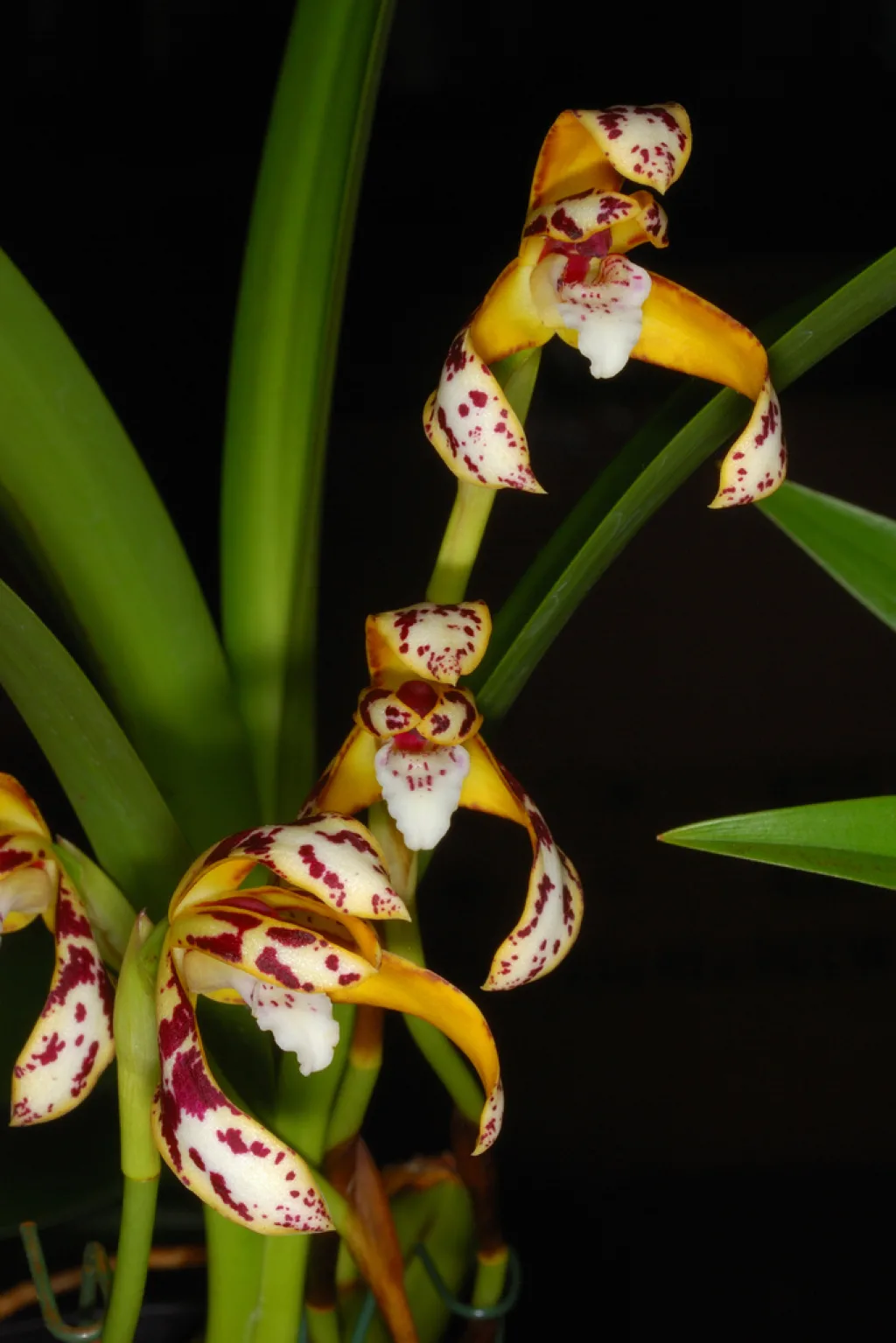 Maxillaria Picta