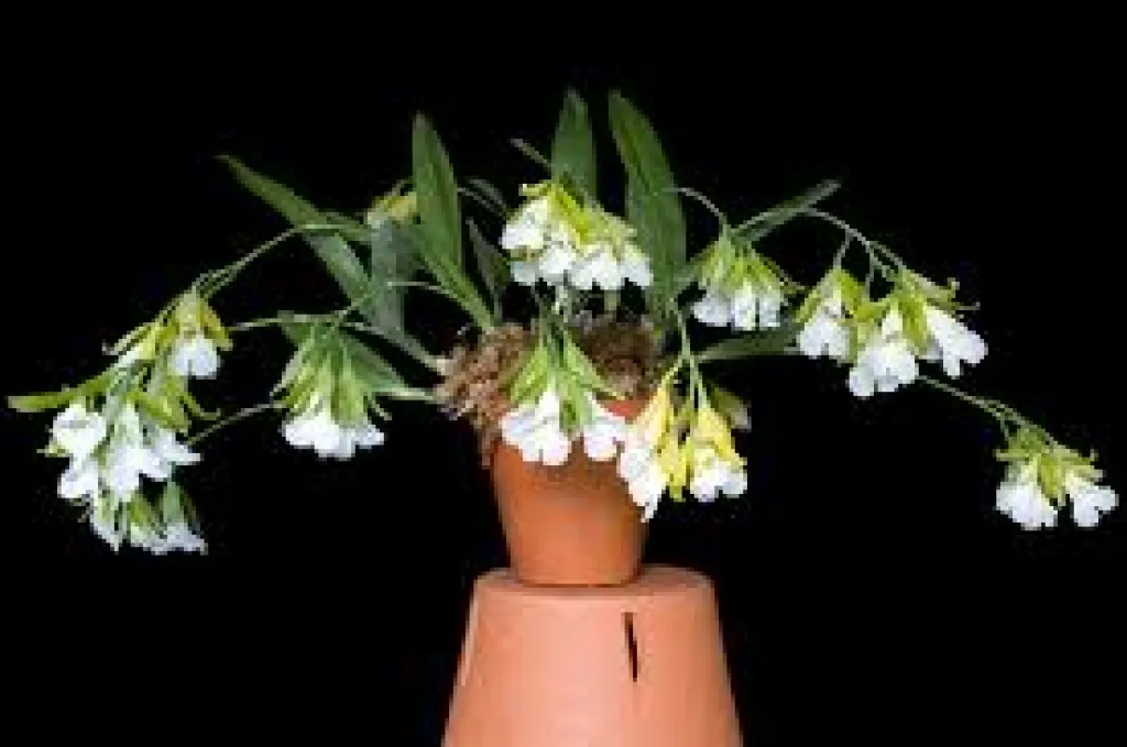 Encyclia mariae