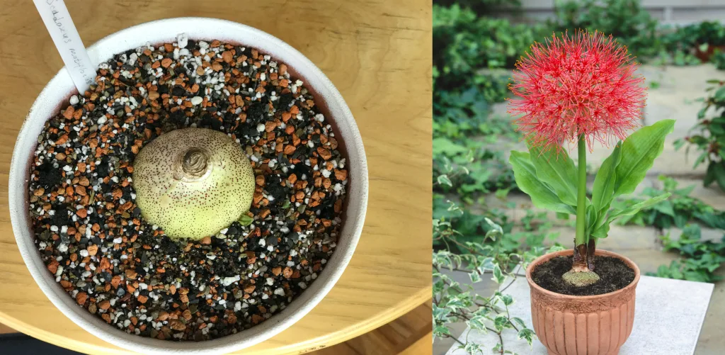 Scadoxus multiflorus