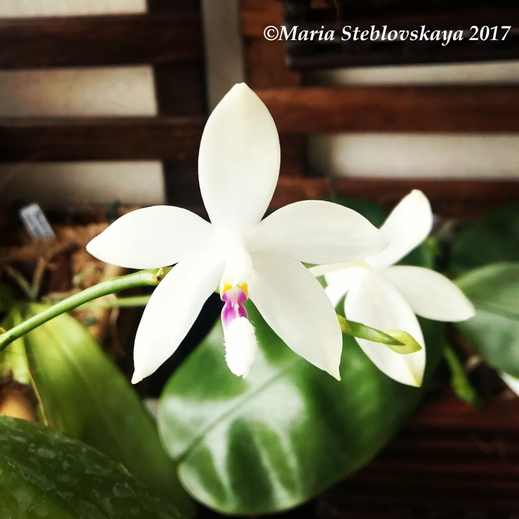 Phalaenopsis tetraspis C1