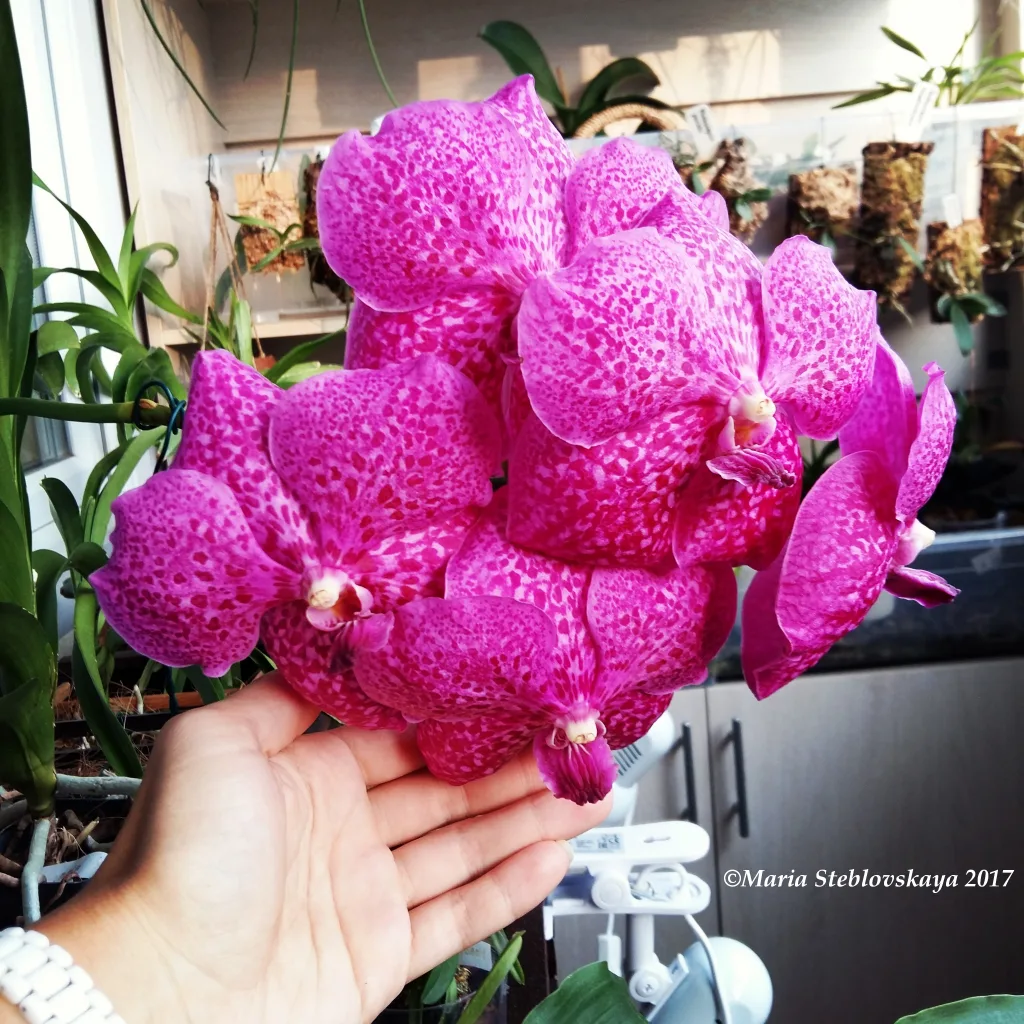 Vanda Sunanda Magenta "Glitter"
