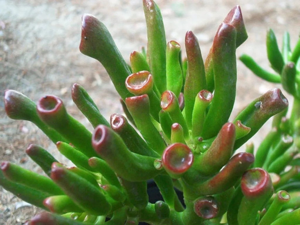 Толстянка овальная Голлум