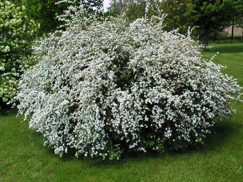Спирея