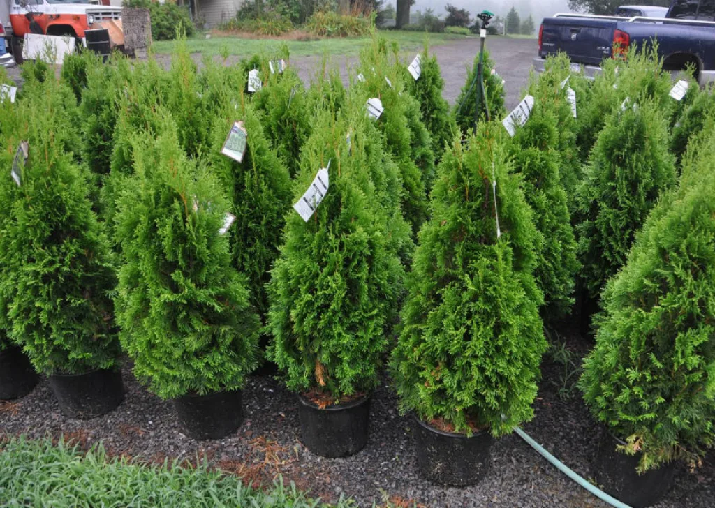 Туя