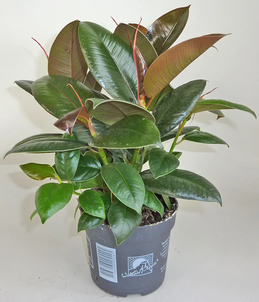 Фикус каучуконосный Мелани