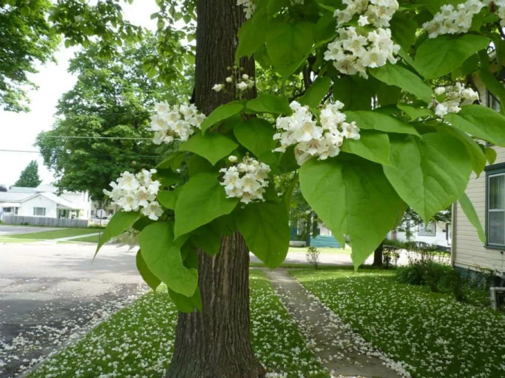 Катальпа