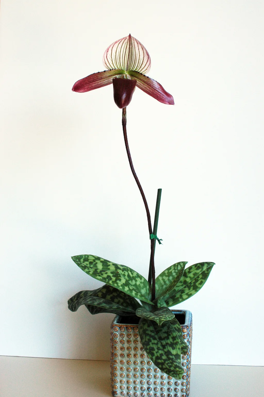 Пафиопедилум мозолистый