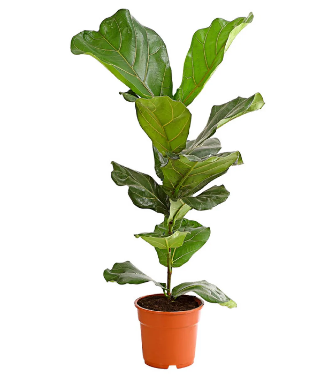 Изображение в саду