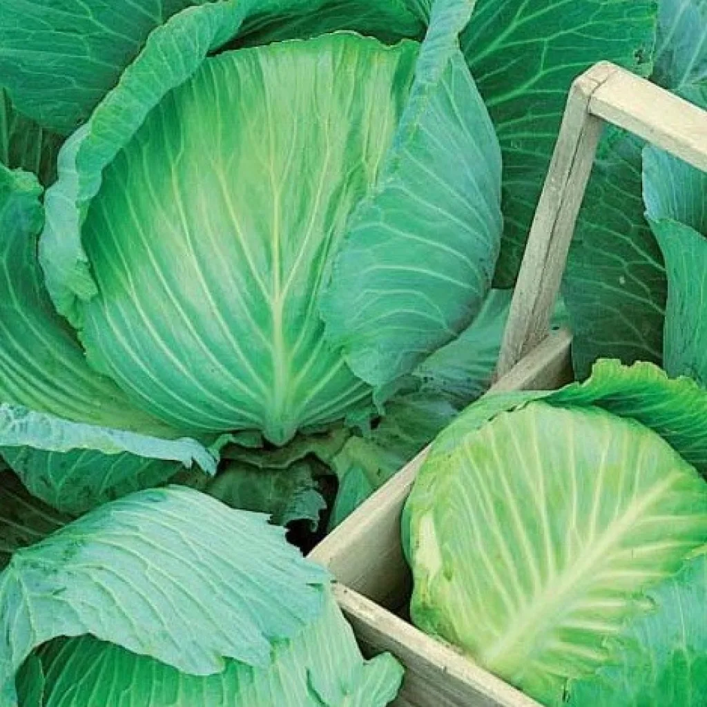 Капуста белокочанная 'Харьковская зимняя'