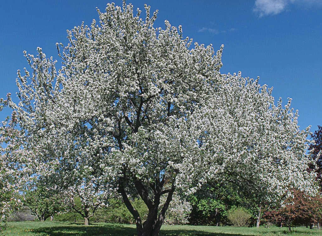 Яблоня хамардабанская