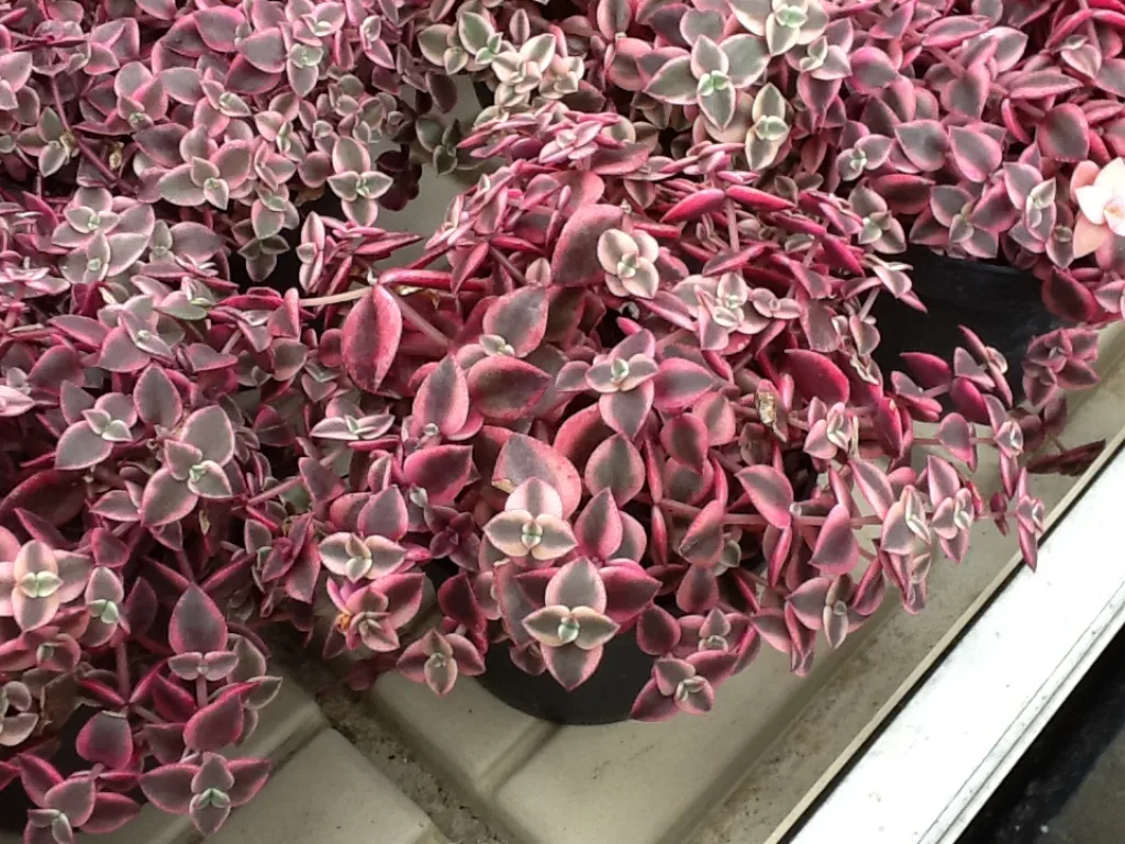Crassula pelicidia t. rubra 