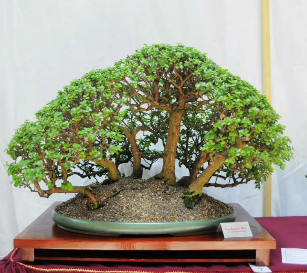 Portulacaria Afra