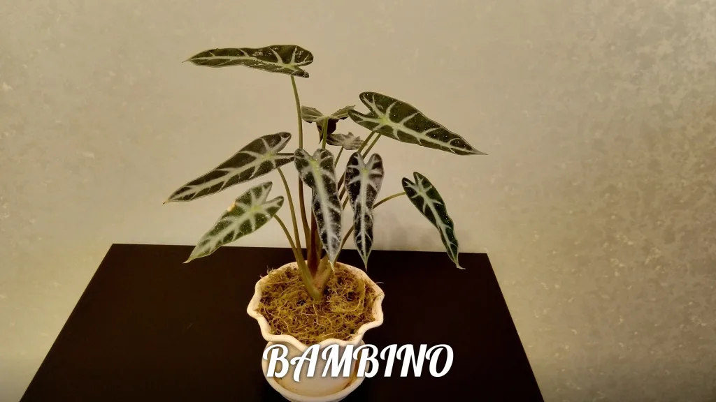 Изображение в саду