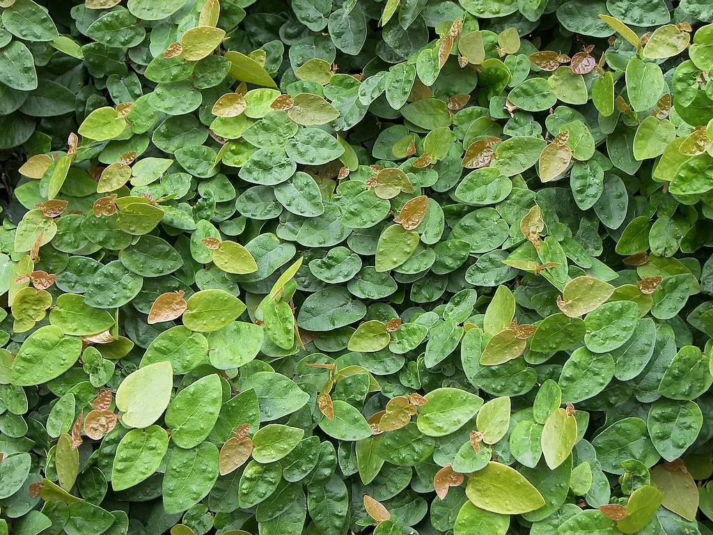 Фикус карликовый