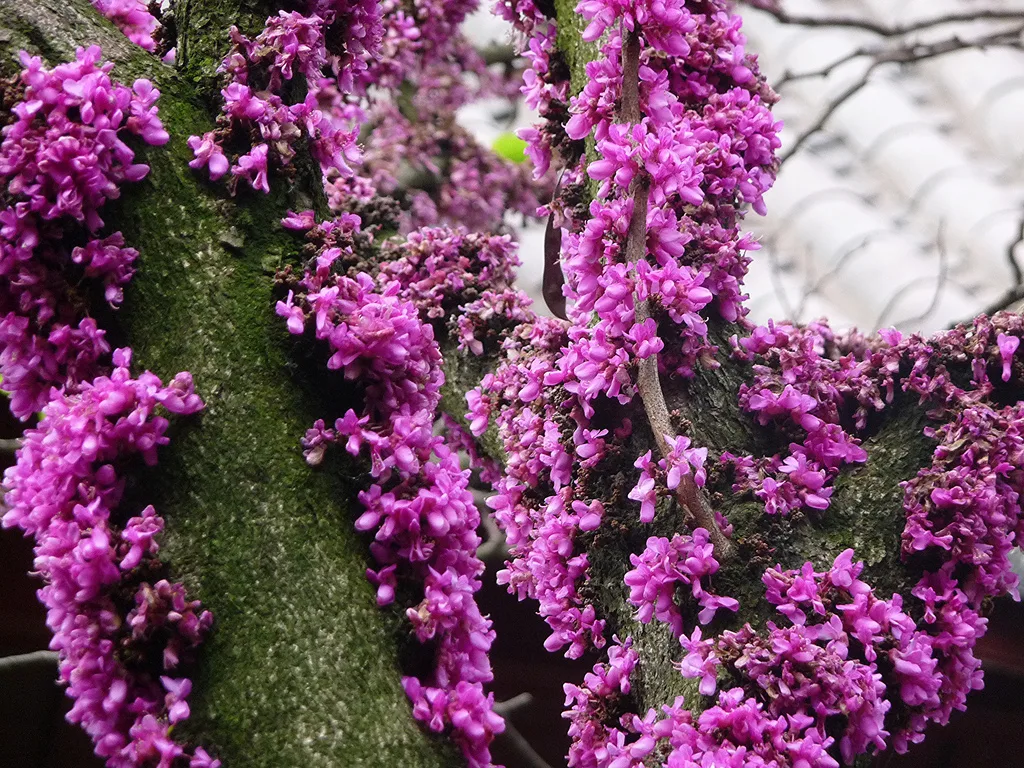 Церцис китайский