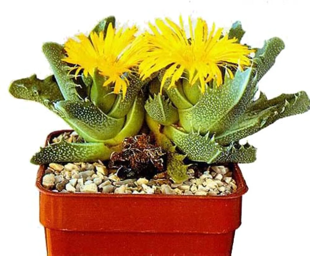 Фаукария