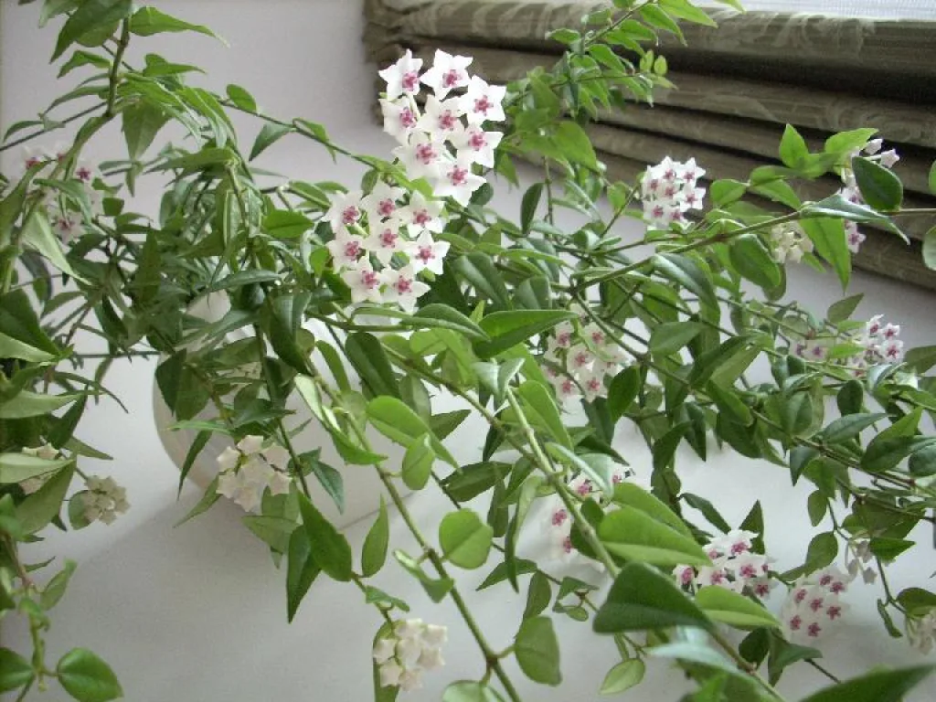 Хойя красивая