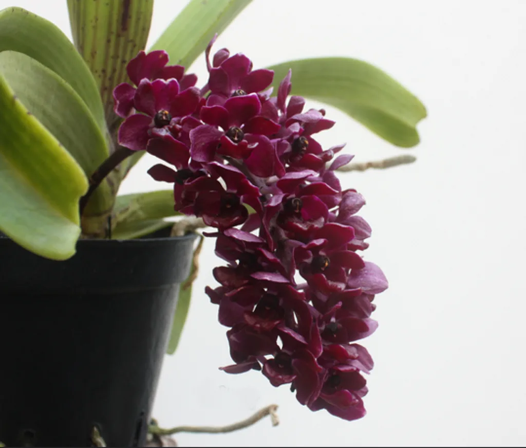 Ринхостилис