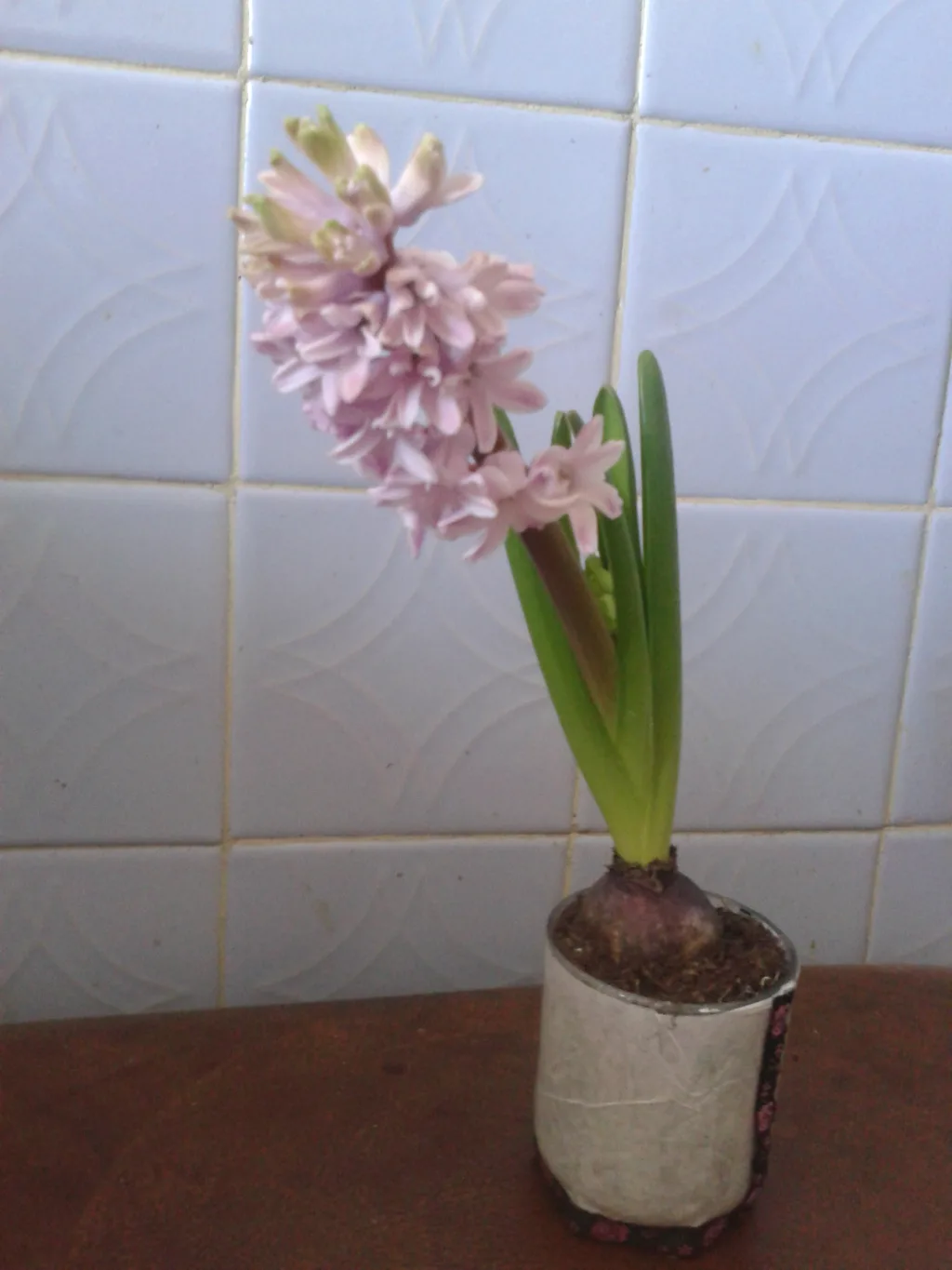 Изображение в саду