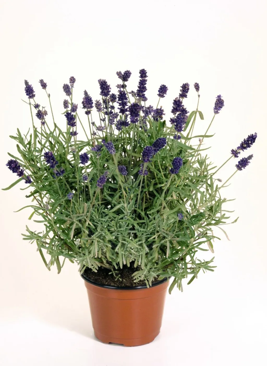 Лаванда