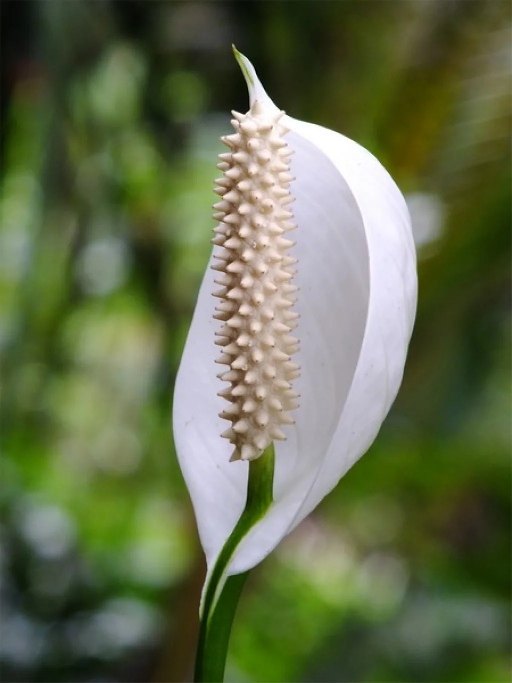 Спатифиллум ложковидный