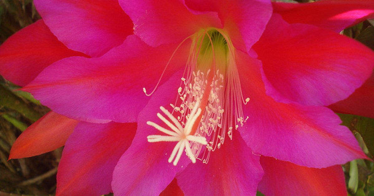 Гелиоцереус (Heliocereus) — описание, выращивание, фото | на LePlants.ru