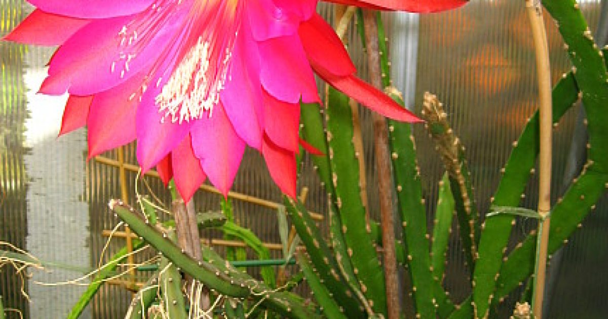 Гелиоцереус прекрасный (Heliocereus speciosus) — описание, выращивание, фото | на LePlants.ru