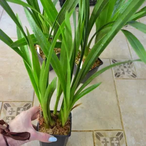 Орхидея Цимбидиум Cymbidium Chen's Ruby
