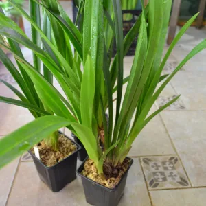 Орхидея Цимбидиум Cymbidium Chen's Ruby