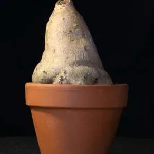 Cyphia linarioides, редкое каудексное растение