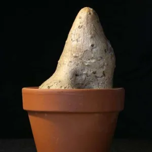 Cyphia linarioides, редкое каудексное растение