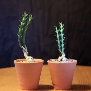 Euphorbia knuthii  - Молочай Кнута, каудексная эуфорбия