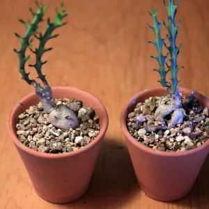 Euphorbia knuthii  - Молочай Кнута, каудексная эуфорбия