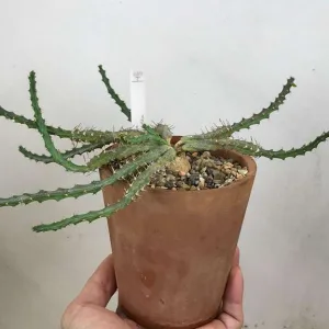 Euphorbia micracantha, ЮАР