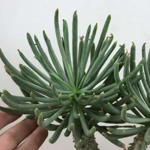 Tylecodon wallichii, ЮАР