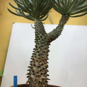 Tylecodon wallichii, ЮАР
