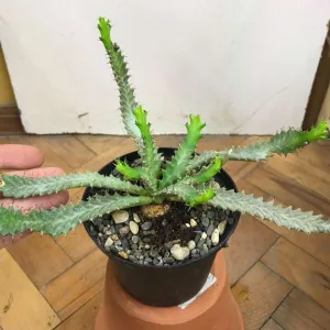 Euphorbia stellata - Эуфорбия звездчатая, ЮАР