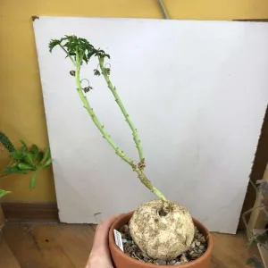 Jatropha cathartica (berlandieri) Ятрофа Берландьера, 8 см