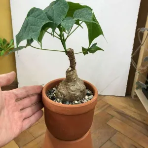 Firmiana colorata — Каудексное растение Фирмиана окрашенная