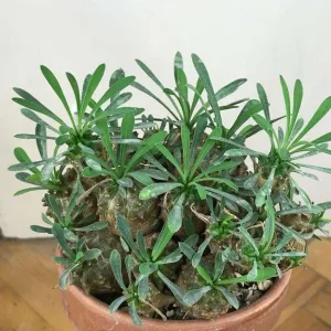 Euphorbia japonica