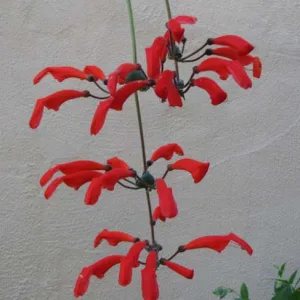 Sinningia cooperi (Синнингия купери) 