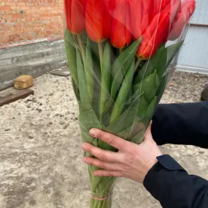 Туя Западная Смарагд, Можжевельник «голубая стрела» 