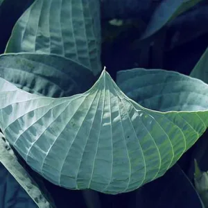 Хоста Abiqua Drinking Gourd