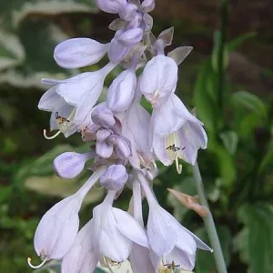Хоста Blue Ivory