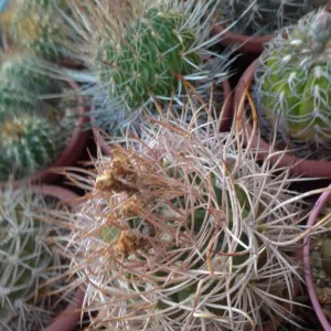 Кактусы, Gymnocalycium polycephalum от Kohres