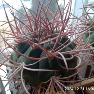 Кактусы, Gymnocalycium polycephalum от Kohres