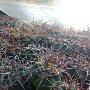 Кактусы, Gymnocalycium polycephalum от Kohres